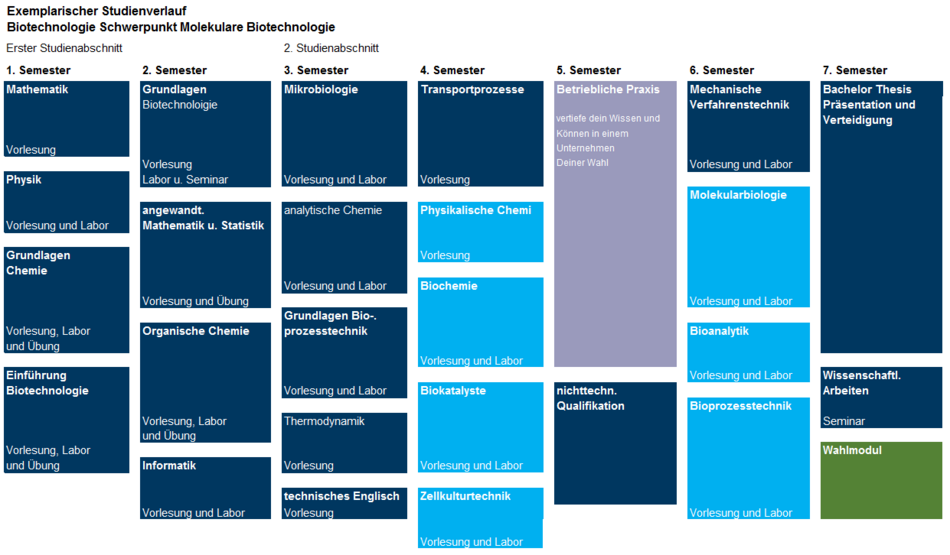 exemplarischer Studienverlauf des Schwerpunkt Molekulare Biotechnologie 