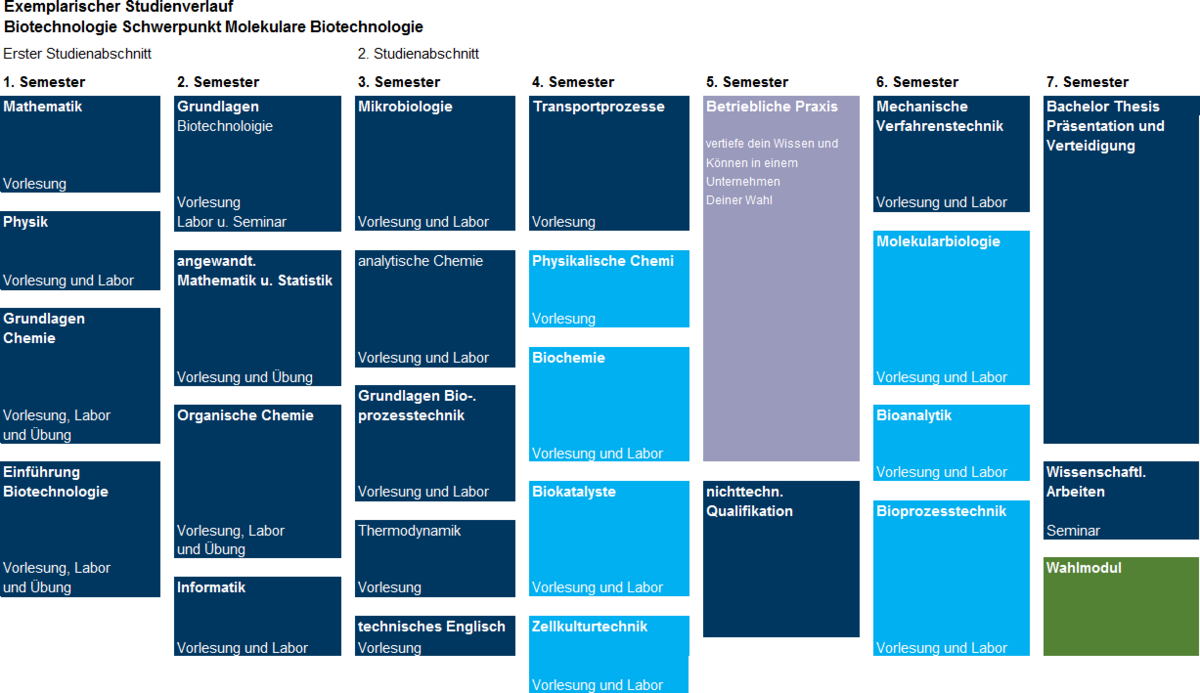 exemplarischer Studienverlauf des Schwerpunkt Molekulare Biotechnologie 