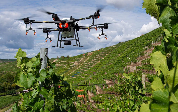 Eine Drohne fliegt über einen Weinberg
