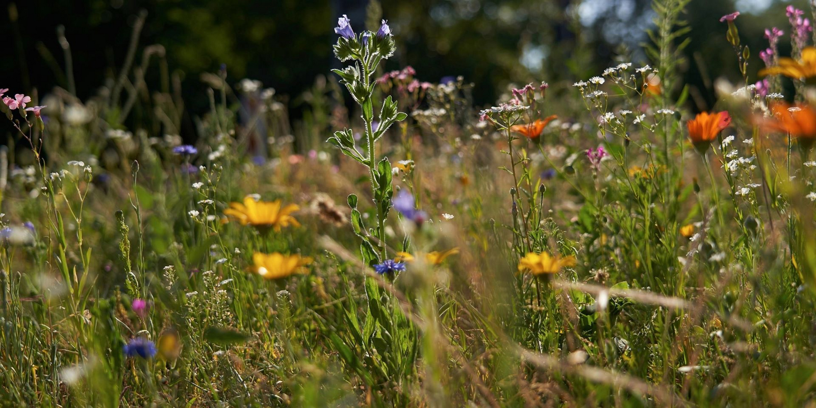 Blühende Blumenwiese