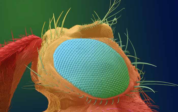 2025-10-31 PM Internationaler Fotopreis für Curticapean und Müller Die kolorierte REM-Aufnahme vom Auge der Fruchtfliege