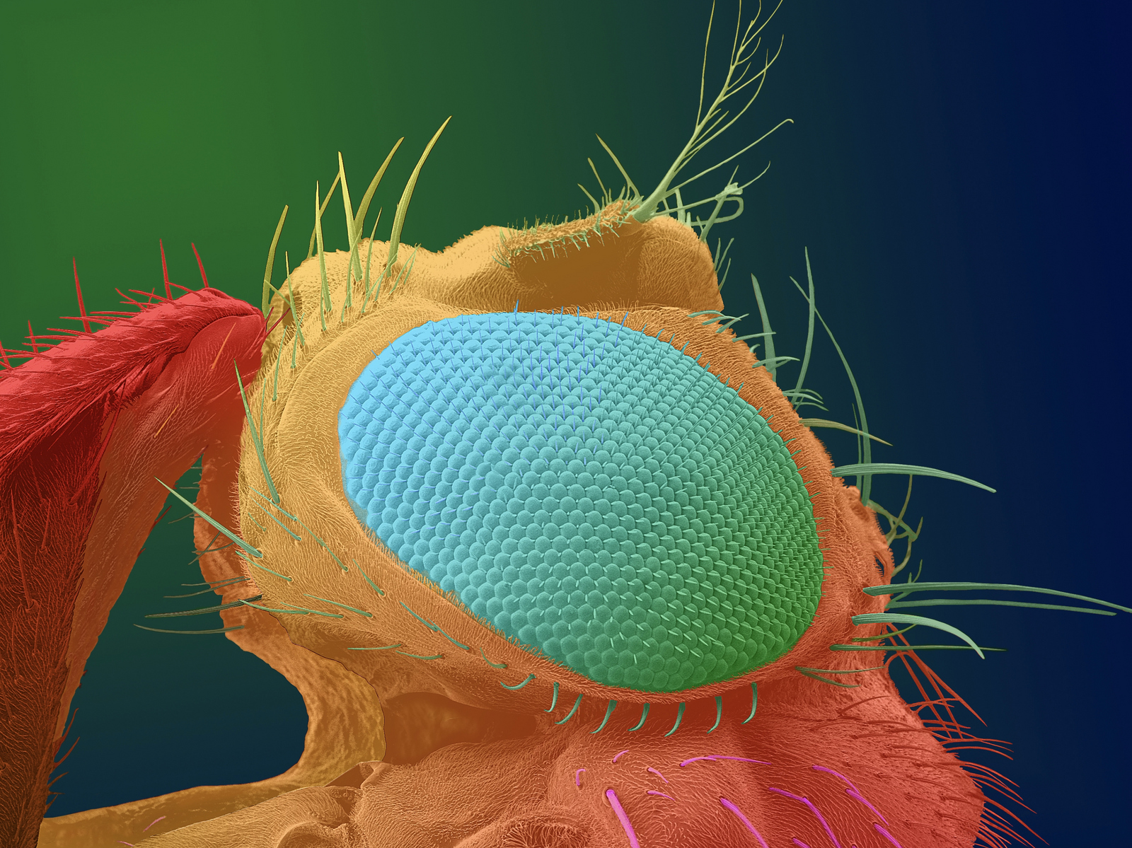 2025-10-31 PM Internationaler Fotopreis für Curticapean und Müller Die kolorierte REM-Aufnahme vom Auge der Fruchtfliege
