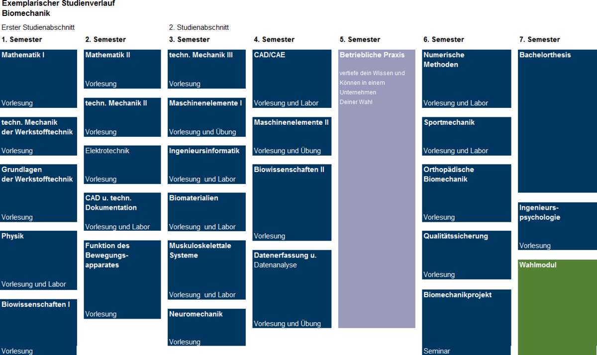 Studienverlauf des Studiengangs Biotechnologie Die einzelenen Fächer werden aufgelistet