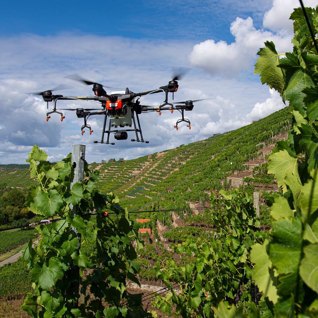 Eine Drohne fliegt über einen Weinberg