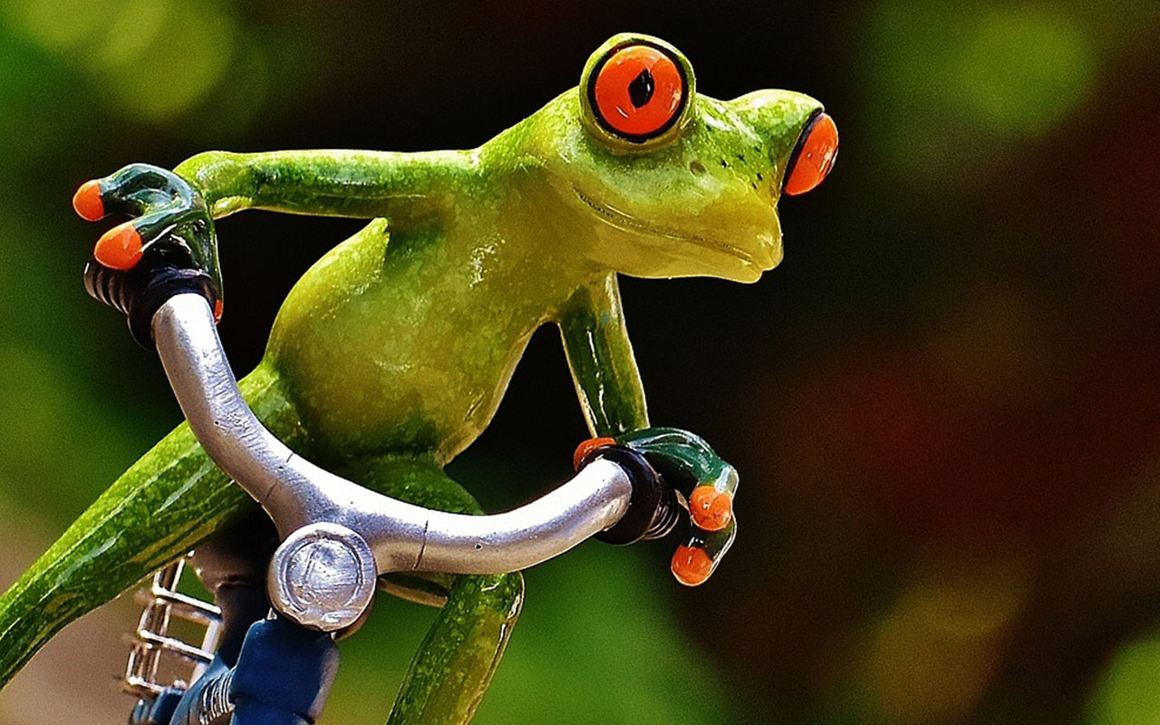 Ein Frosch fährt auf einem Fahrrad